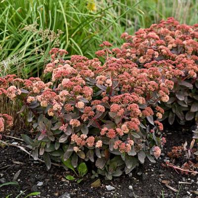 Sedum Rock 'N Grow® Tiramisu