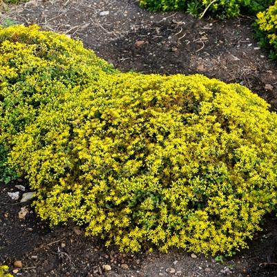Sedum Rock 'N Low® Yellow Brick Road