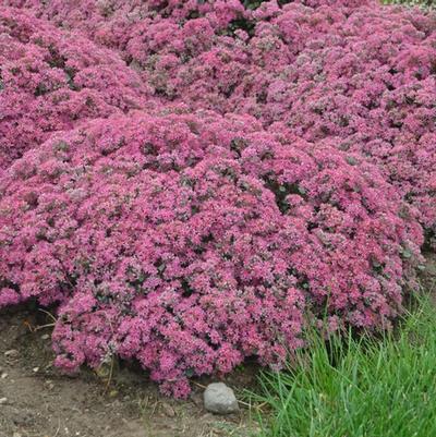 Sedum Rock 'N Round® Popstar