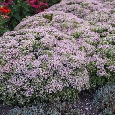 Sedum Rock 'N Round® Pure Joy