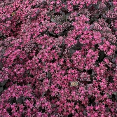 Sedum Sunsparkler® Dazzleberry