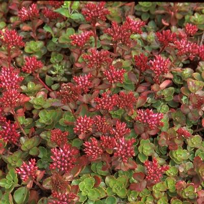 Sedum spurium Fulda Glow