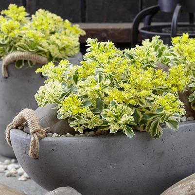Sedum takesimense Atlantis® PP27454