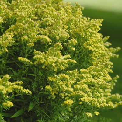 Solidago Little Lemon®