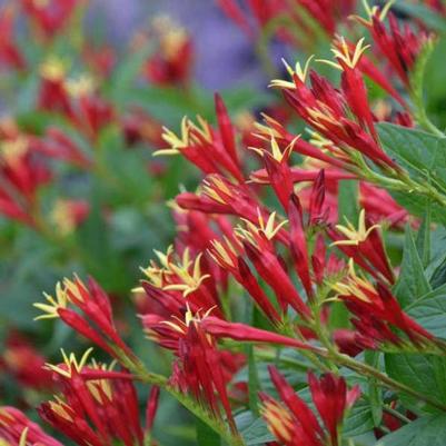 Spigelia marilandica Little Redhead