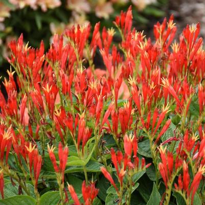 Spigelia marilandica Ragin Cajun