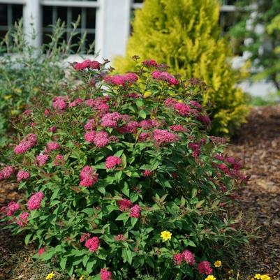 Spiraea japonica Double Play Doozie® PP30953