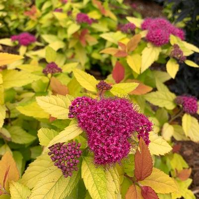 Spiraea japonica Double Play® Candy Corn® PP28313