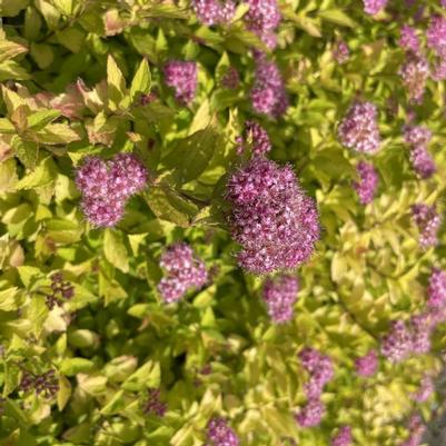 Spiraea japonica Pineapple Poprocks® PPAF