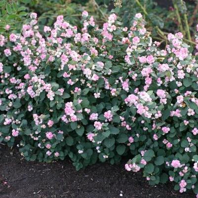 Symphoricarpos x doorenbosii Pinky Promise® USPPAF