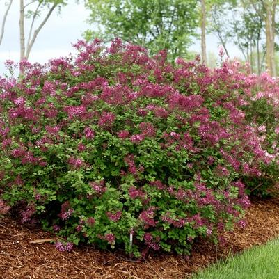 Syringa Bloomerang® Dark Purple PP26549