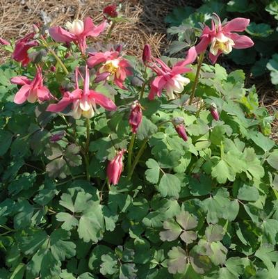Aquilegia x hybrida Spring Magic® Rose & Ivory