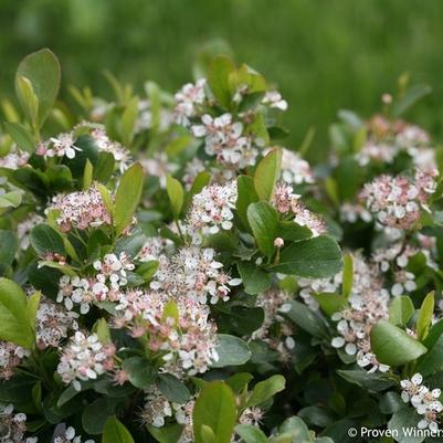 Aronia melanocarpa Low Scape Mound® PP28789
