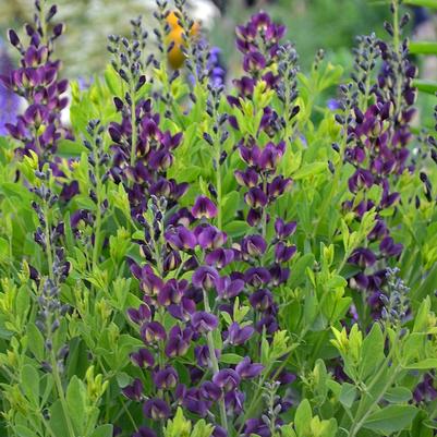 Baptisia Grape Taffy
