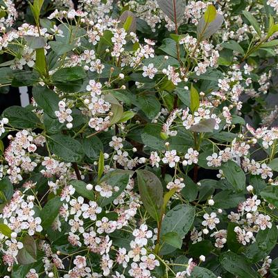 Aronia melanocarpa Low Scape Snowfire® PP34116