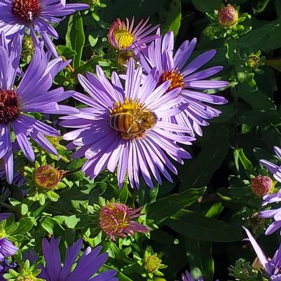 Aster oblongifolius Twilight Sky