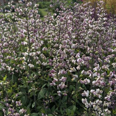 Baptisia Plum Rosy