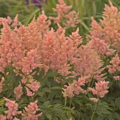 Astilbe rosea Peach Blossom