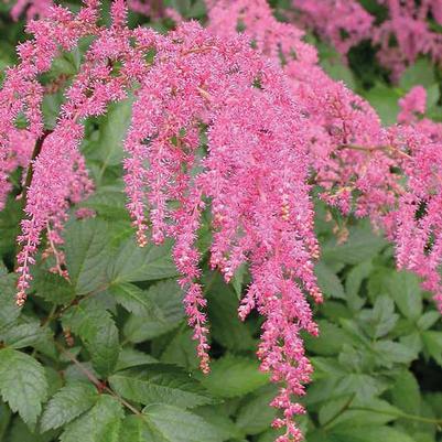 Astilbe thunbergii Straussenfeder
