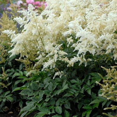 Astilbe x arendsii Deutschland