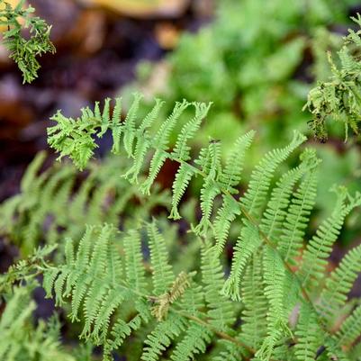 Athyrium filix-femina Fronds Forever PPAF