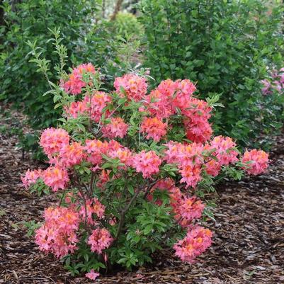Azalea Sweet Reward® Coral PP36915