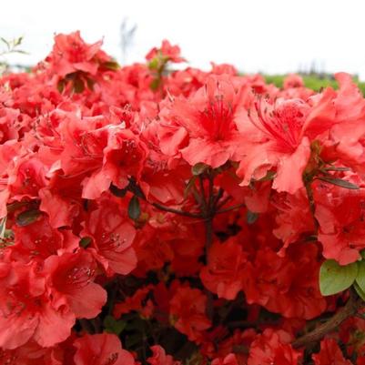 Azalea Evergreen Girard Hot Shot