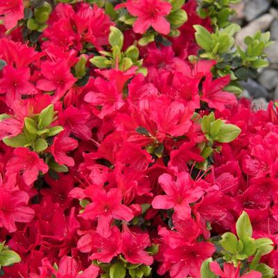 Azalea Evergreen Girard's Crimson