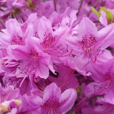 Azalea Evergreen Poukhanense Compacta