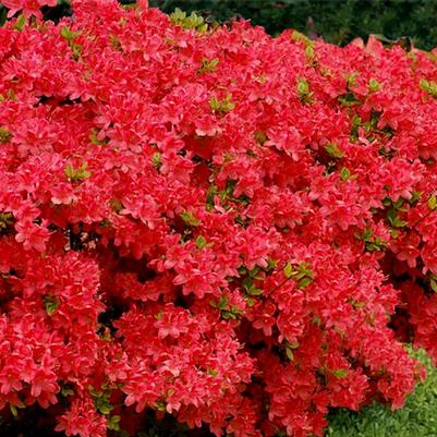 Azalea Evergreen Stewartstonian