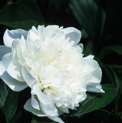 Paeonia lacttiflora Festiva Maxima