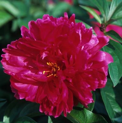 Paeonia lacttiflora Karl Rosenfield