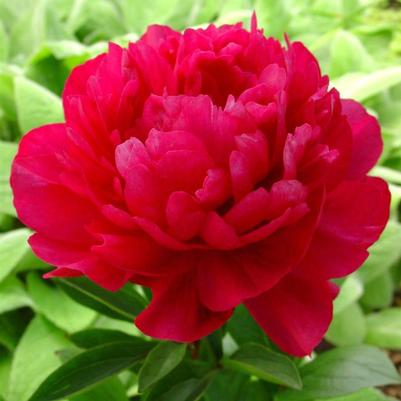 Paeonia lacttiflora Red Sarah Bernhardt