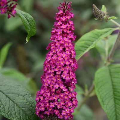 Buddleia CranRazz™ PP25730