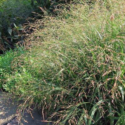 Panicum virgatum Cape Breeze