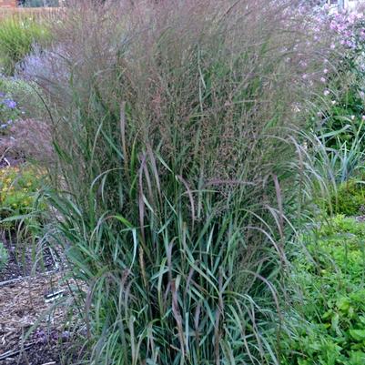 Panicum virgatum Prairie Winds® Apache Rose