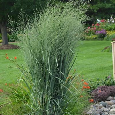 Panicum virgatum Prairie Winds® Totem Pole