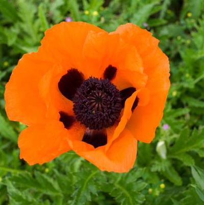 Papaver orientalis Prince of Orange