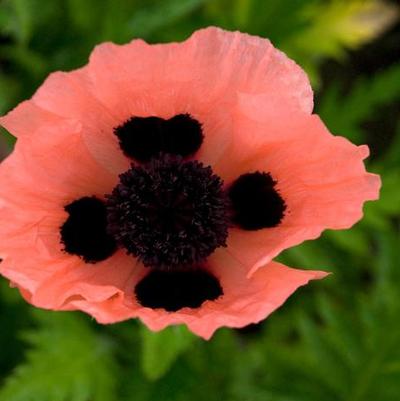 Papaver orientalis Queen Alexandra