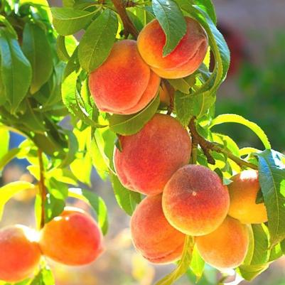 Peach Semi-Dwarf Contender