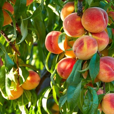 Peach Semi-Dwarf Frost Peach