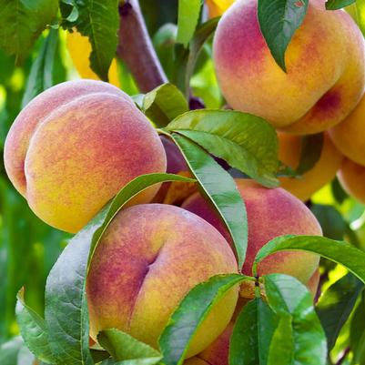 Peach Semi-Dwarf Hale Haven