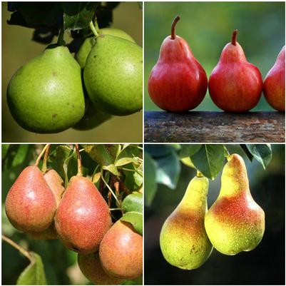 Pear Combo 4 in 1