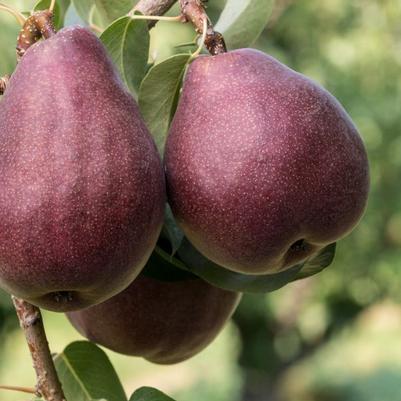 Pear Semi-Dwarf Red Bartlett