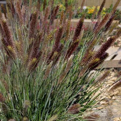 Pennisetum alopalopecuroides Cayenne™ PP31097