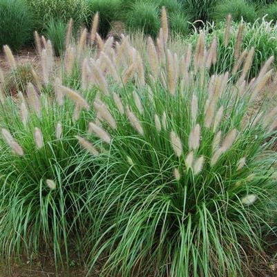 Pennisetum alopalopecuroides Etouffee™ PP31062
