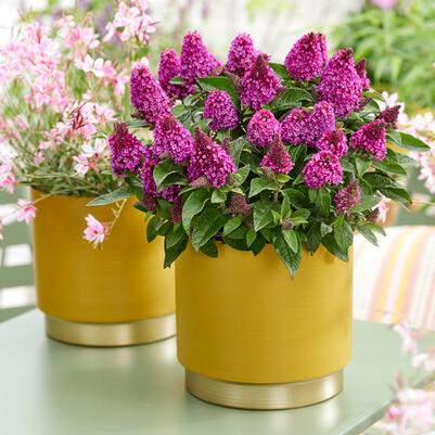 Buddleia Little Rockstars Red