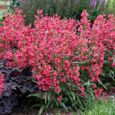 Penstemon Bejeweled® Rose Rhinestones PP36003