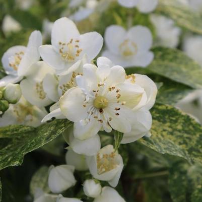 Philadelphus coronarius Illuminati Sparks™ PP34296