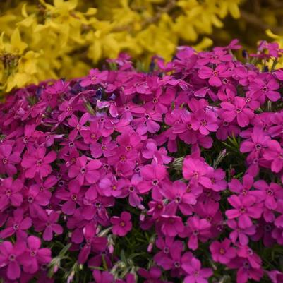 Phlox Mountainside® Majestic Magenta PP33006